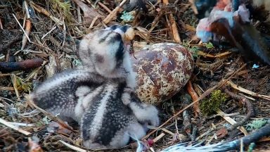Watch as osprey chicks hatch at Scottish Wildlife Trust’s Loch of the Lowes reserve near Dunkeld