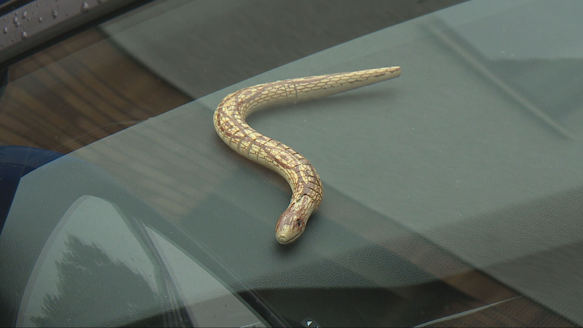 Toy snake on dashboard to deter parrot from damaging cars in Inverness