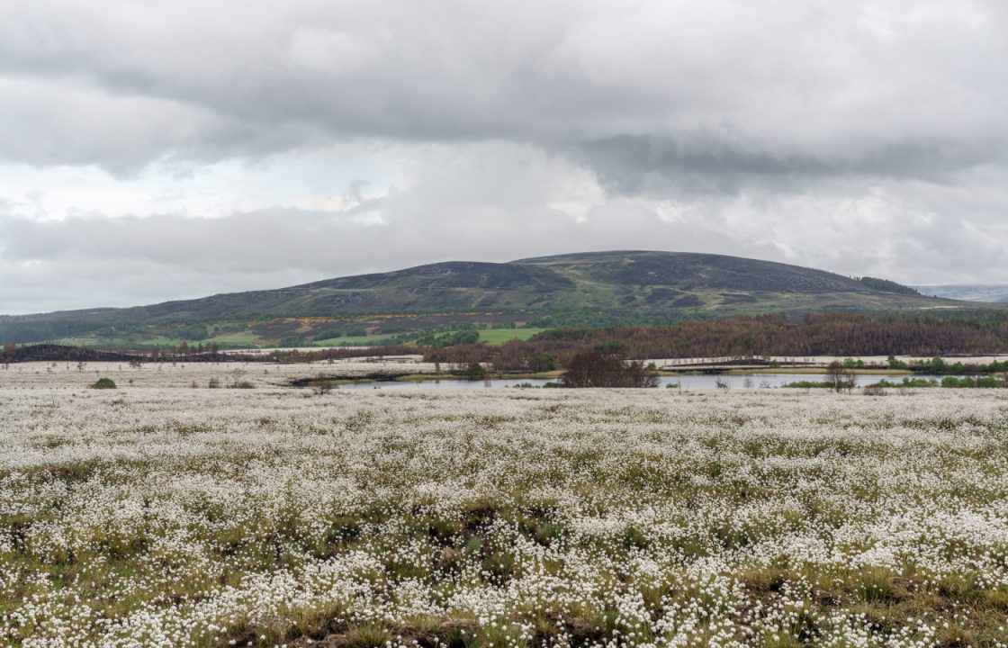 Scene of Scotland’s largest-ever wildfire turns snowy white with cottongrass blossoms