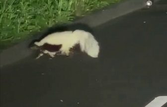 Skunk spotted roaming road late at night near Fife village