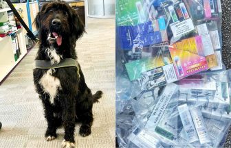 Almost 200 illicit vapes seized in North Ayrshire thanks to ‘vapedog’