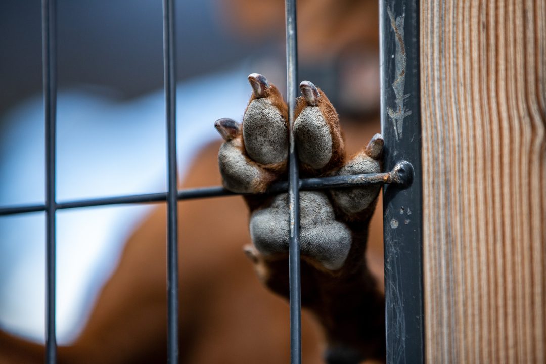 Couple crammed dogs in stacked cages at ‘horrific’ Lanarkshire unlicensed animal boarding site
