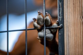 Couple crammed dogs in stacked cages at ‘horrific’ Lanarkshire unlicensed animal boarding site