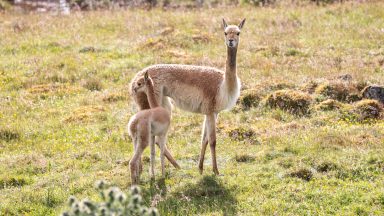 Highland Wildlife Park welcomes adorable vicuna as it continues its ‘baby boom’