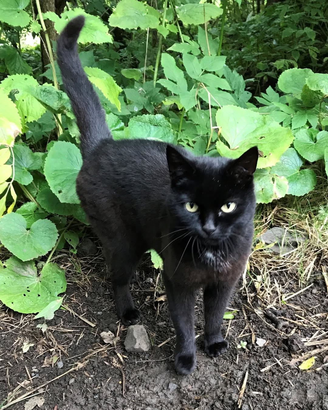Sweep passed away last month
