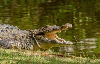 More than £100,000 raised for family of boy injured in crocodile enclosure