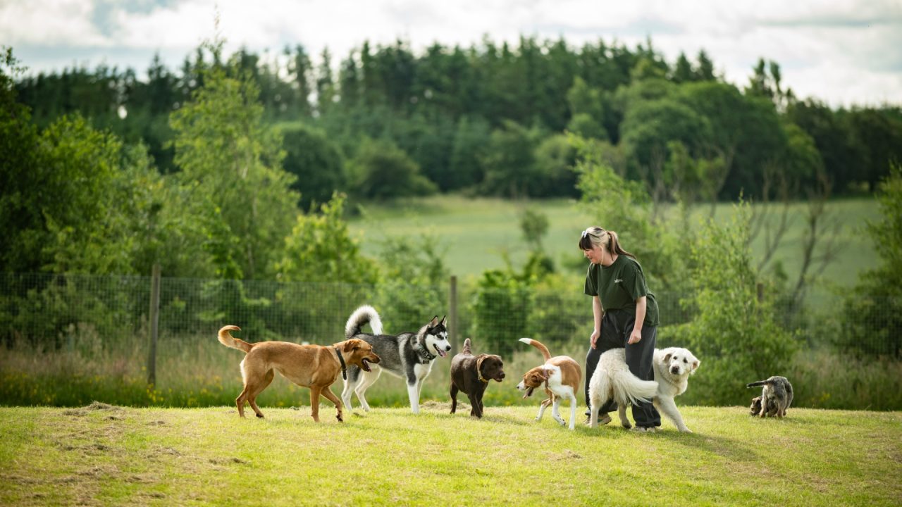 Husband-and-wife seek new owner for one of Scotland’s largest doggy daycares