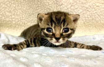 Fundraiser launched to support tiny kitten born with swimmers syndrome