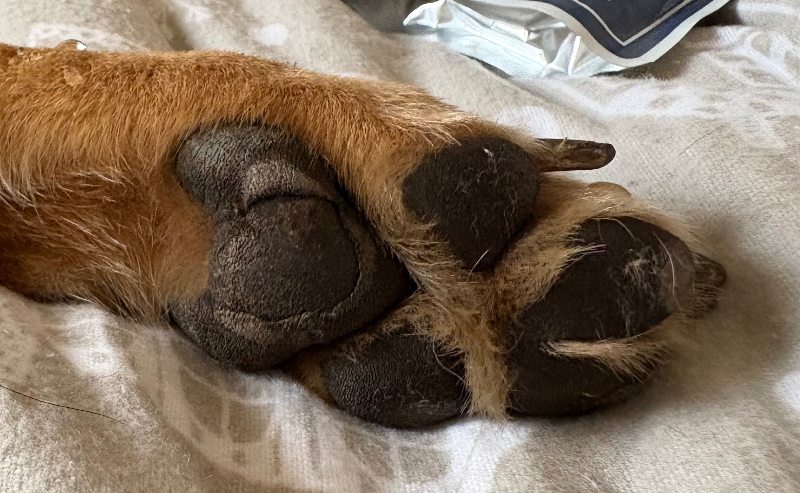 Atlas's paws are worn down from his ordeal
