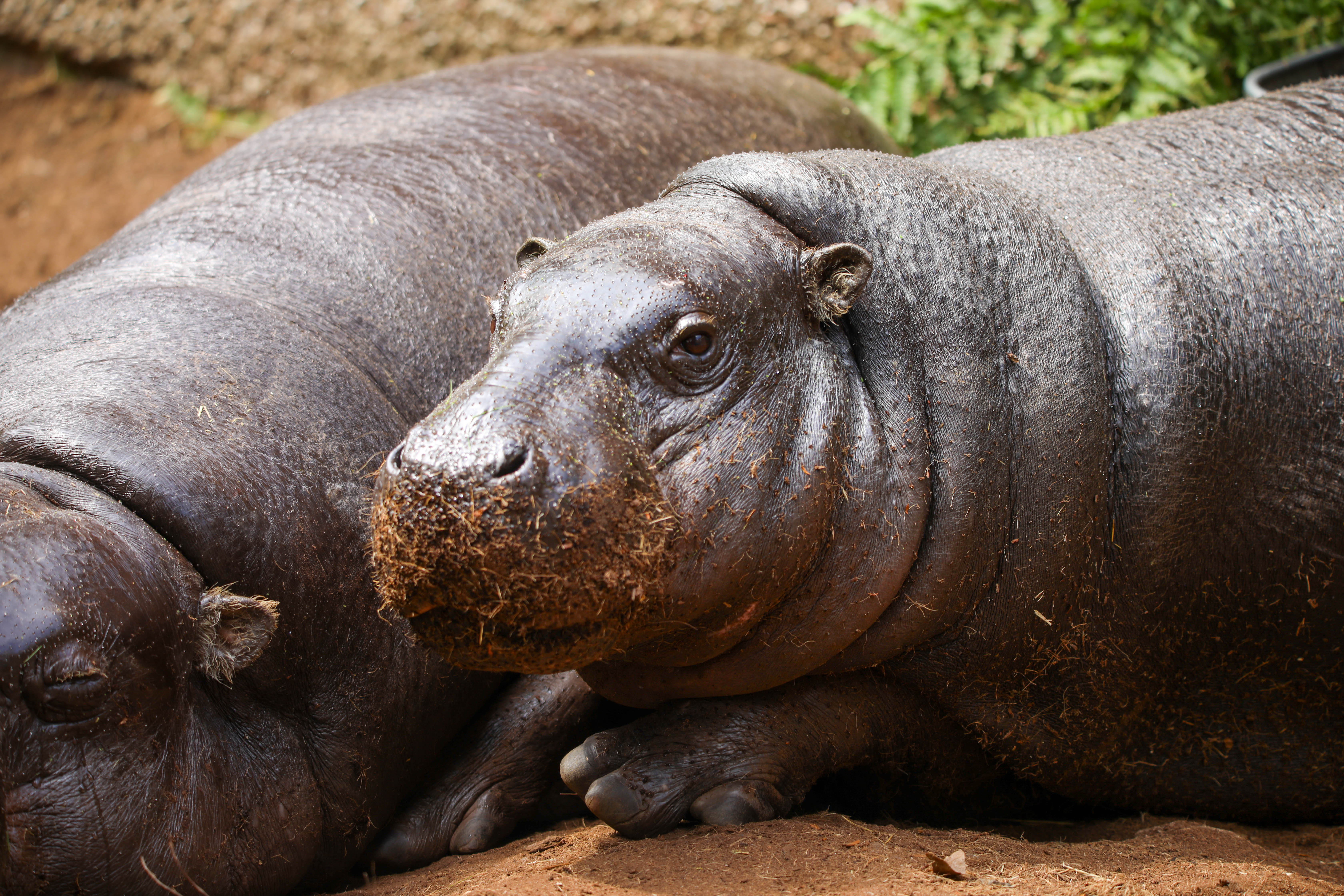Gloria is expected to give birth in August.