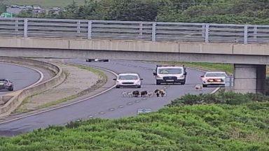 Flock of sheep on AWPR brings rush hour traffic to standstill