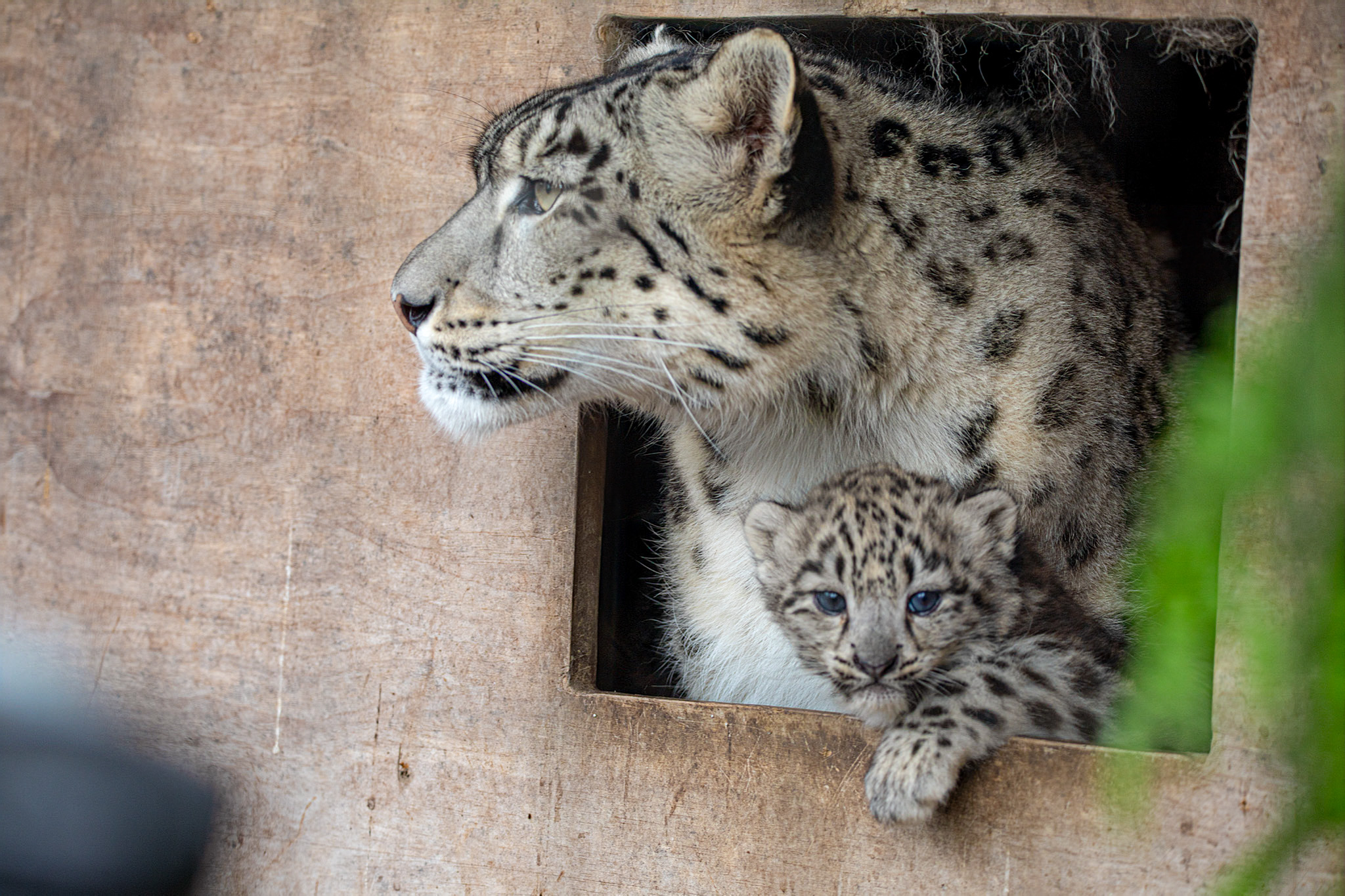 First-time mum Pari kept a watchful eye
