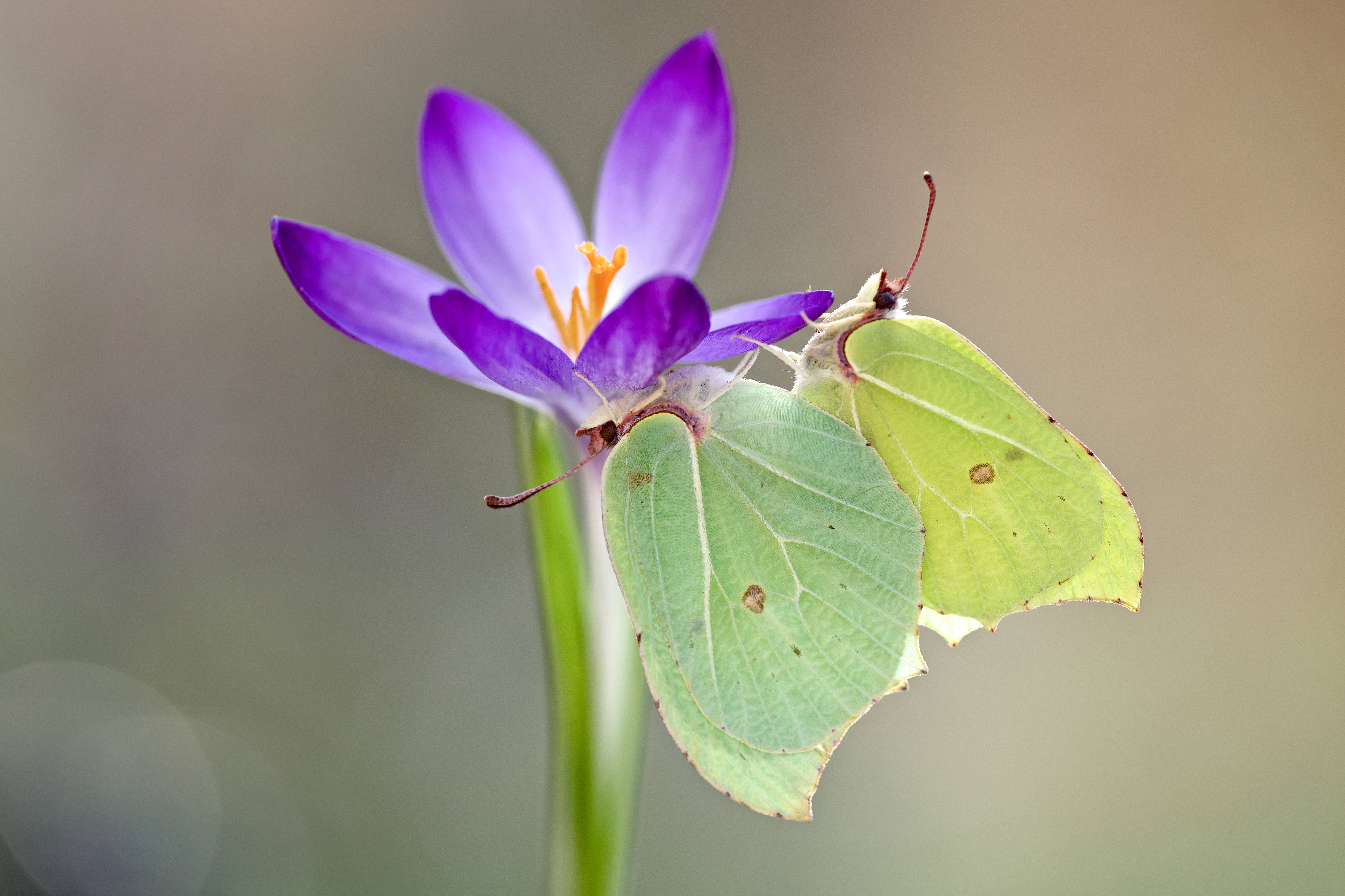 Brimstones by Rob Blanken