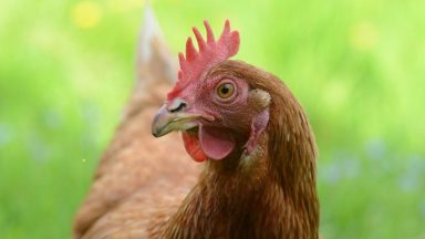 Would you adopt a hen? 250 need new home or face slaughter