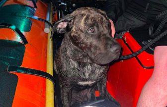 Man and dog found by helicopter after falling from dinghy at Loch Lomond