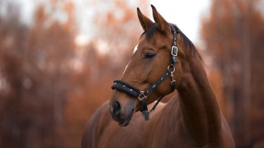 Emaciated ponies and horse euthanised after being found with open sores by Scottish SPCA inspector