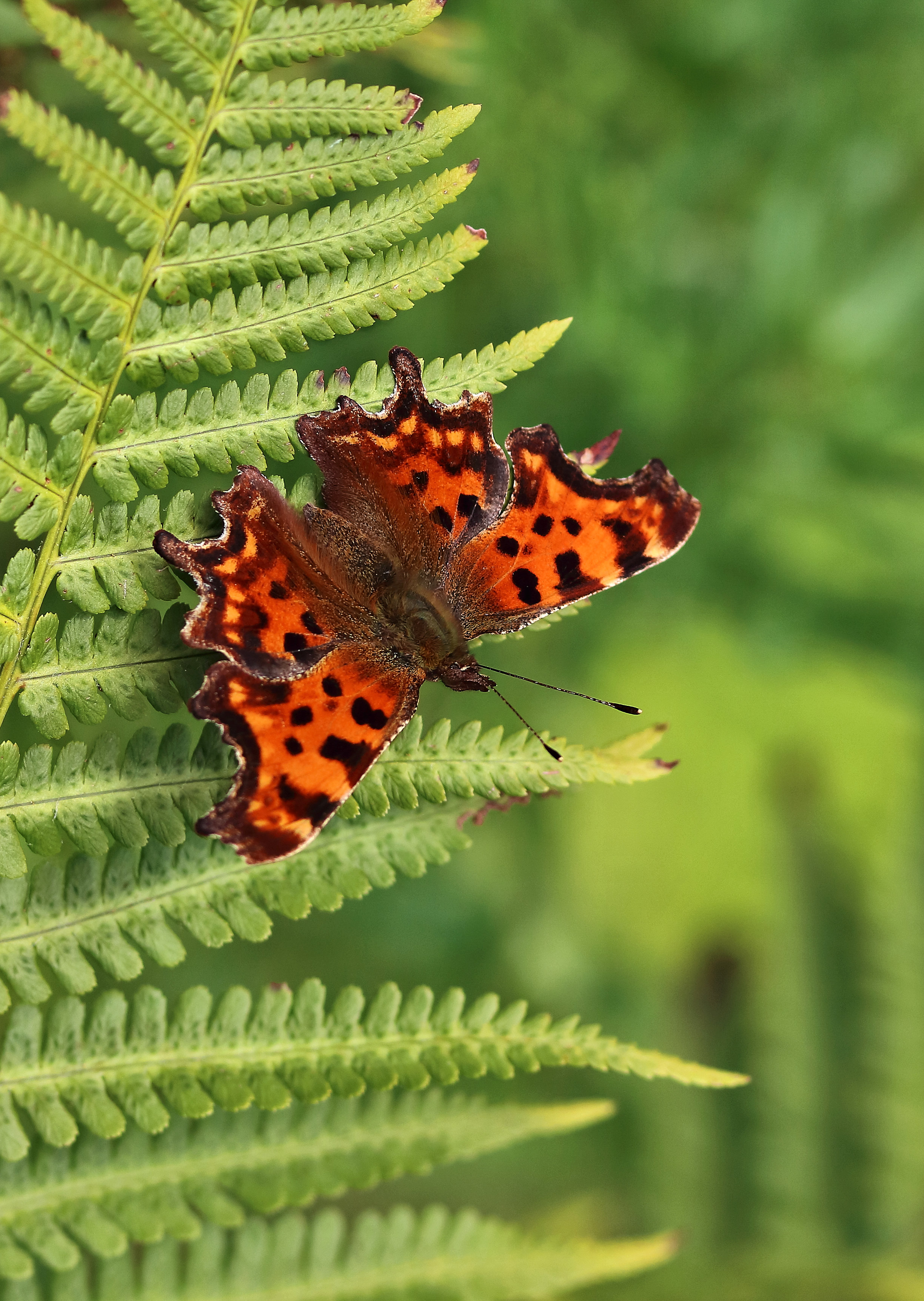 Comma by Iain Cowe