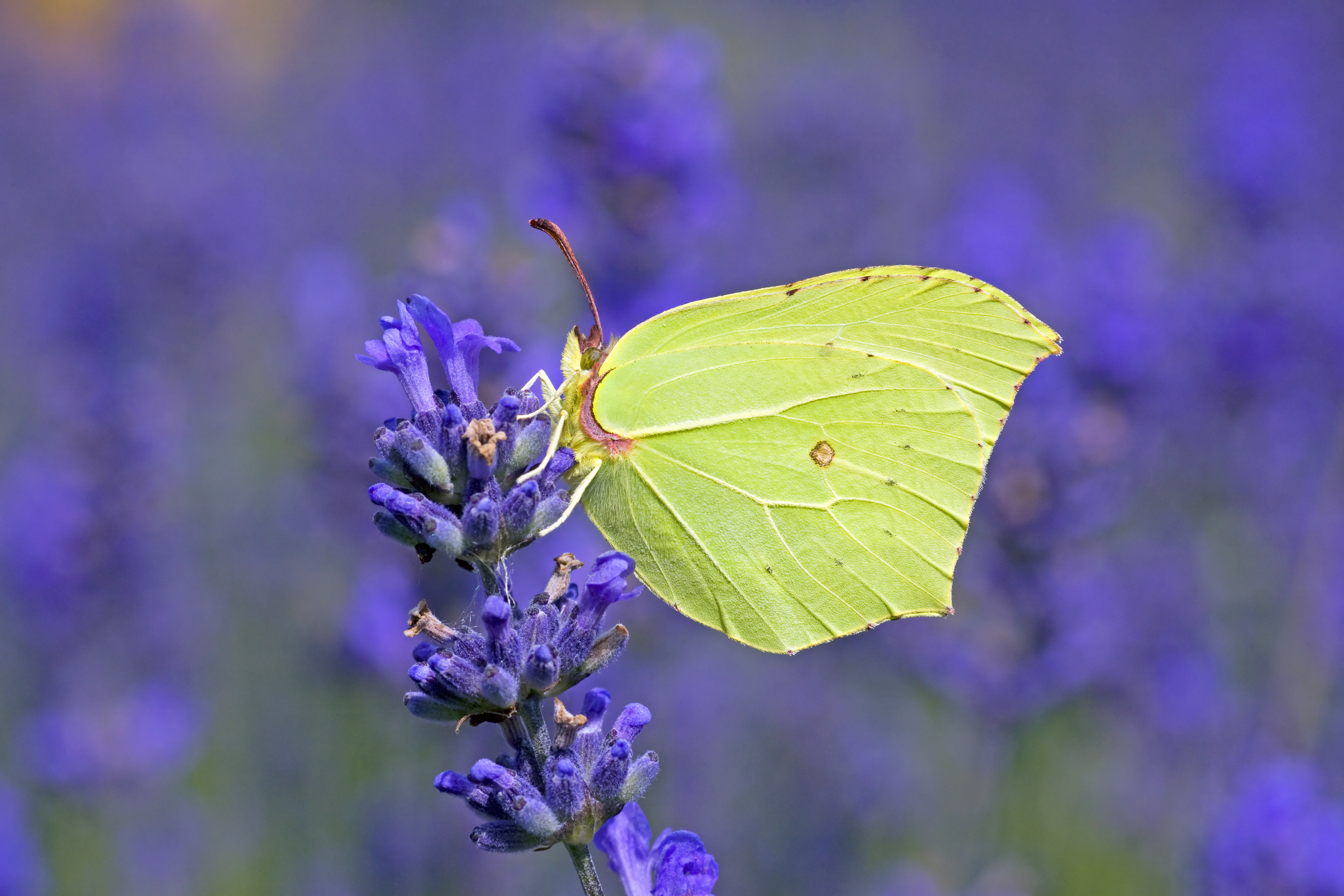 Brimstone by Matt Berry