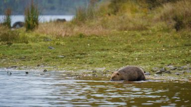 Baby beavers born in Scotland’s ‘most beautiful glen’ for the first time in 400 years