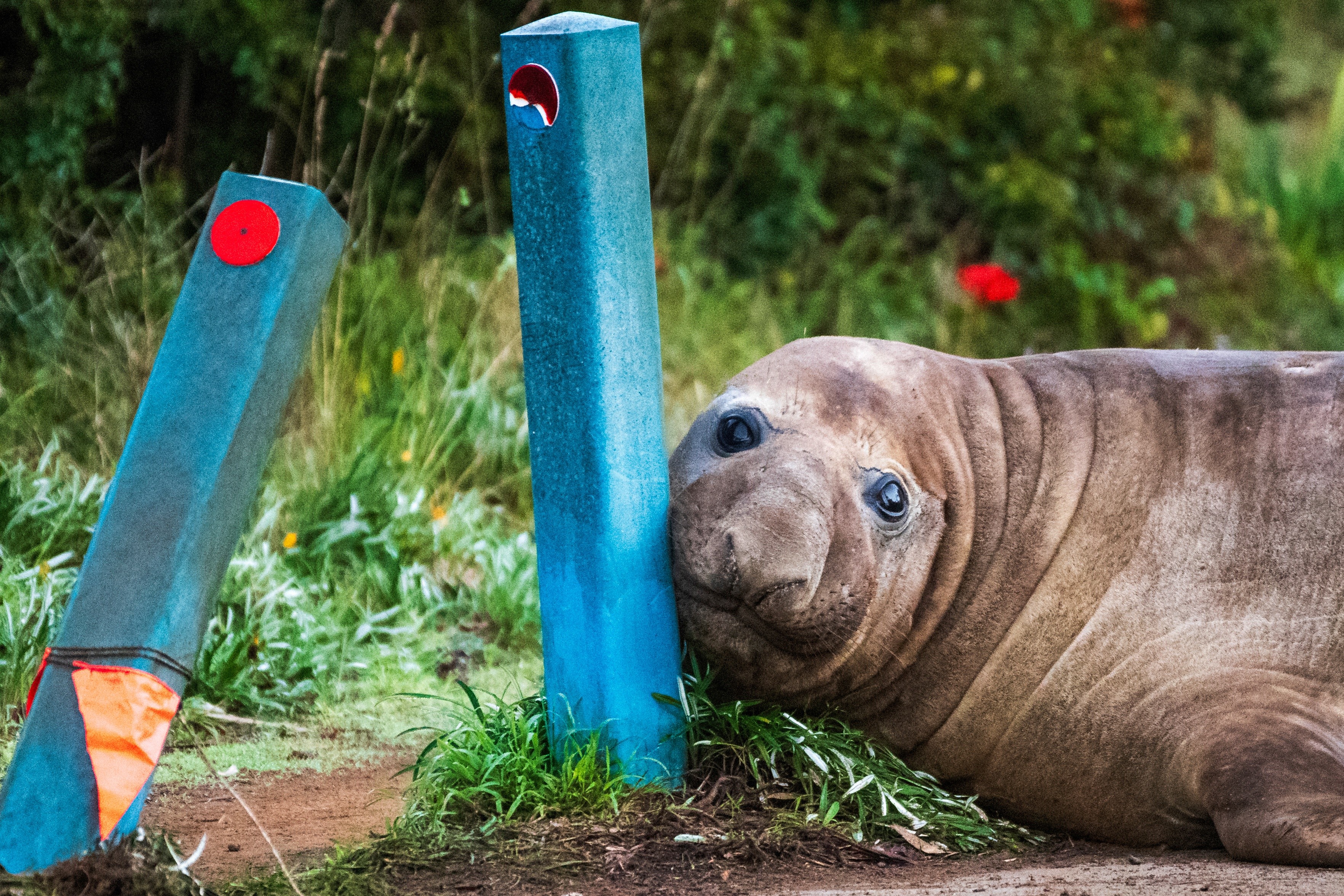 Neil’s antics have seen people projecting an anti-authoritarian attitude onto the animal, but he is a big lad at one tonne