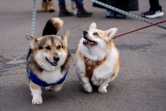 Scottish animal hospital first in UK to offer dogs new sting immunotherapy
