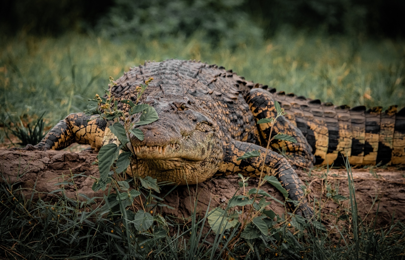 Angus is home to the Nile Crocodile