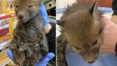 Glue trap ban enforcement will ‘spare animals from suffering’ says charity