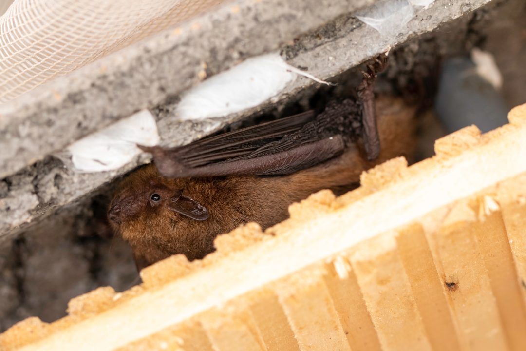 Construction firm fined after 150 bats died due to building work