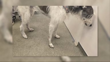 ‘I will never trust boarders again after my dog was abused’