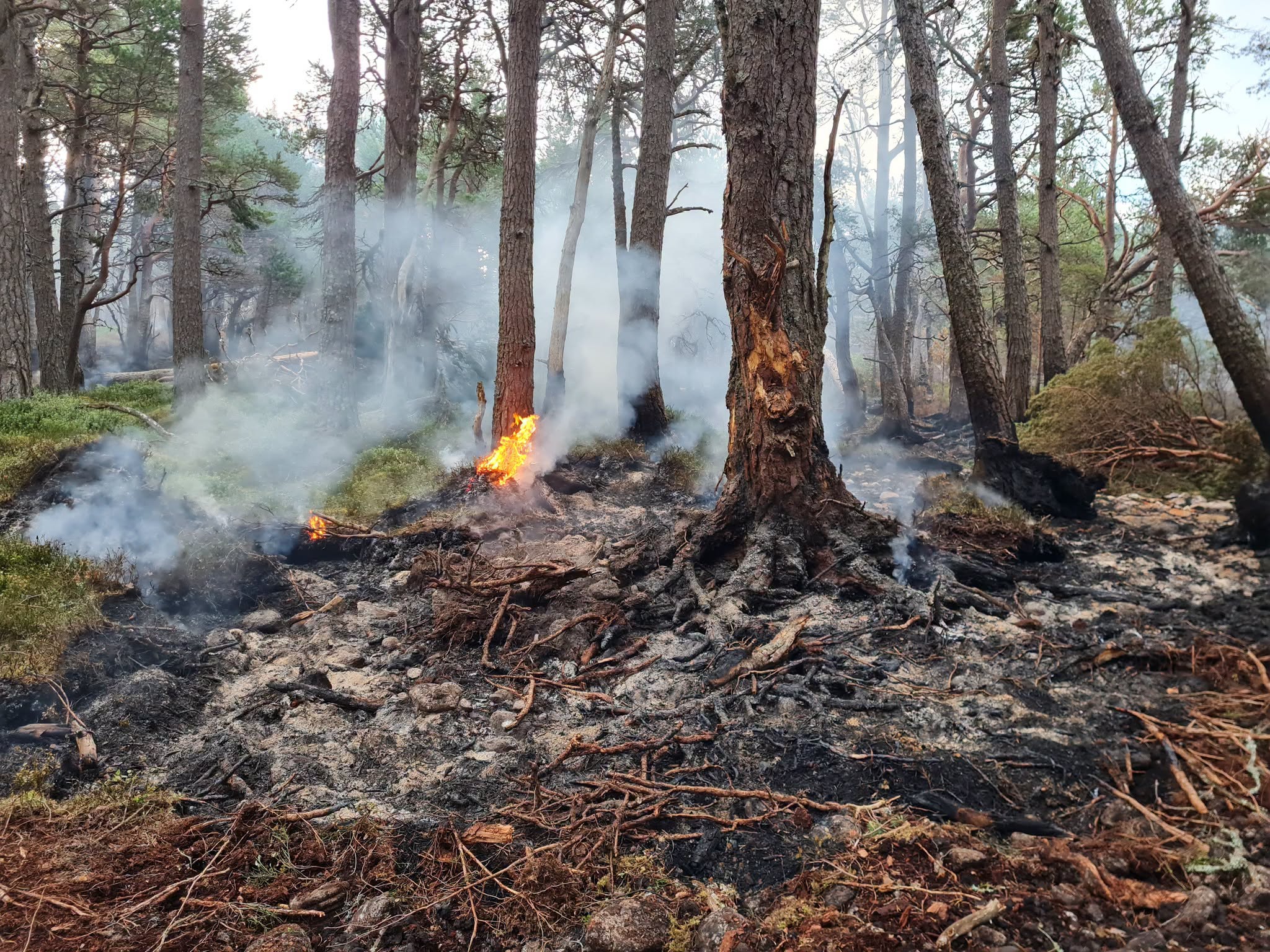 Some trees still standing will have to be taken down