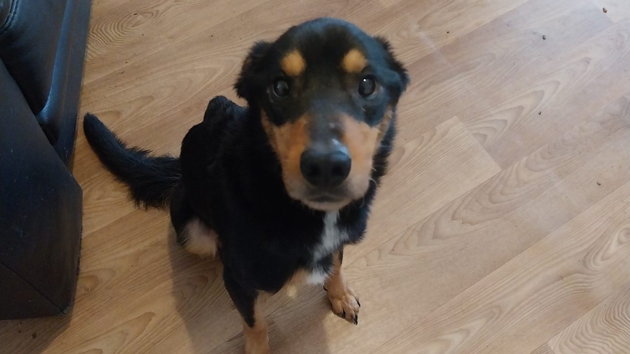 Oban woman banned from owning pets and fined after keeping emaciated dog in cage