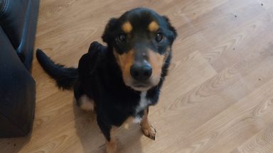 Oban woman banned from owning pets and fined after keeping emaciated dog in cage