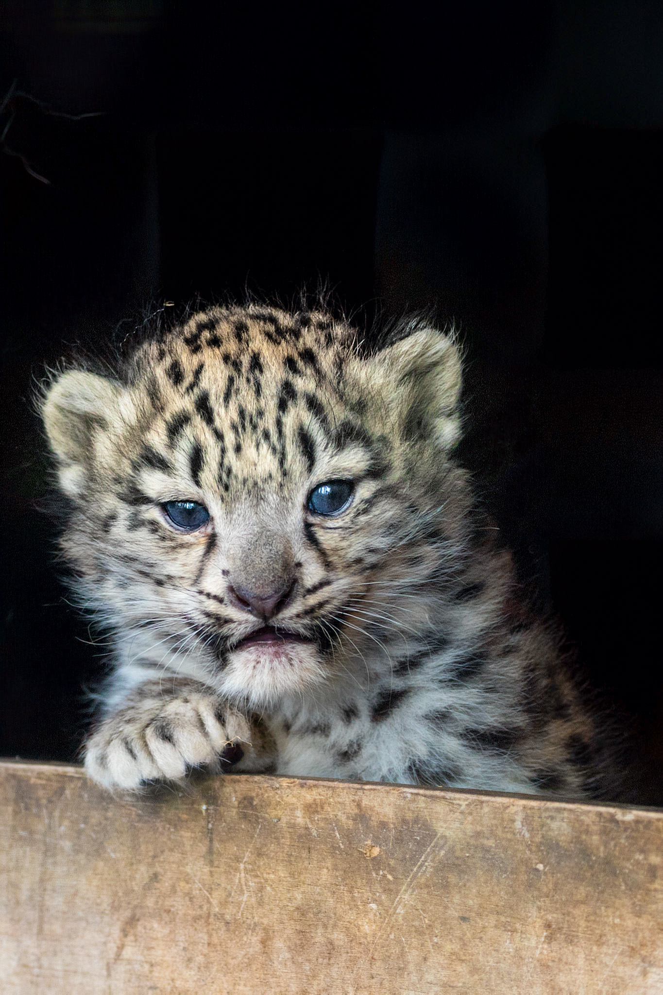 The cubs are at their most fluffy stage
