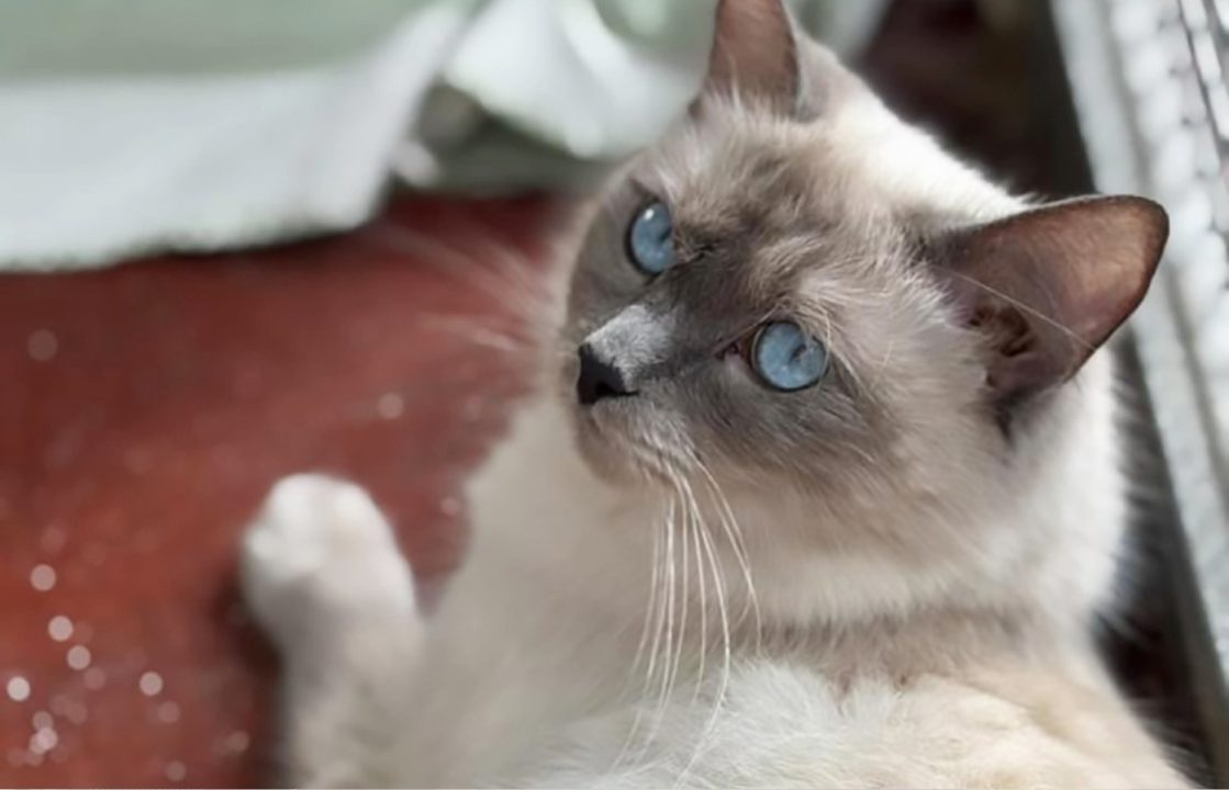 Cat microchipping should be compulsory, say animal charities