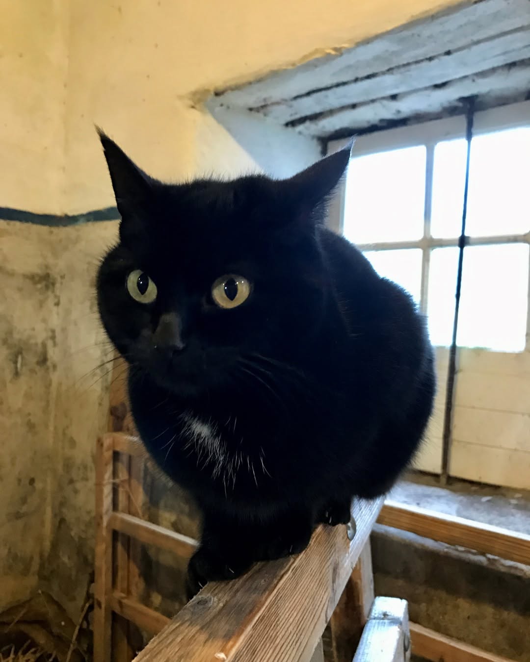 Sweep will be missed by visitors