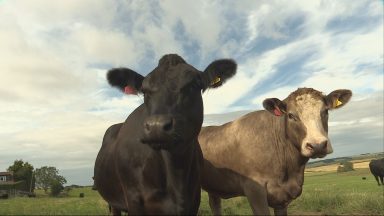 New bluetongue restrictions to come into force in south-west Scotland