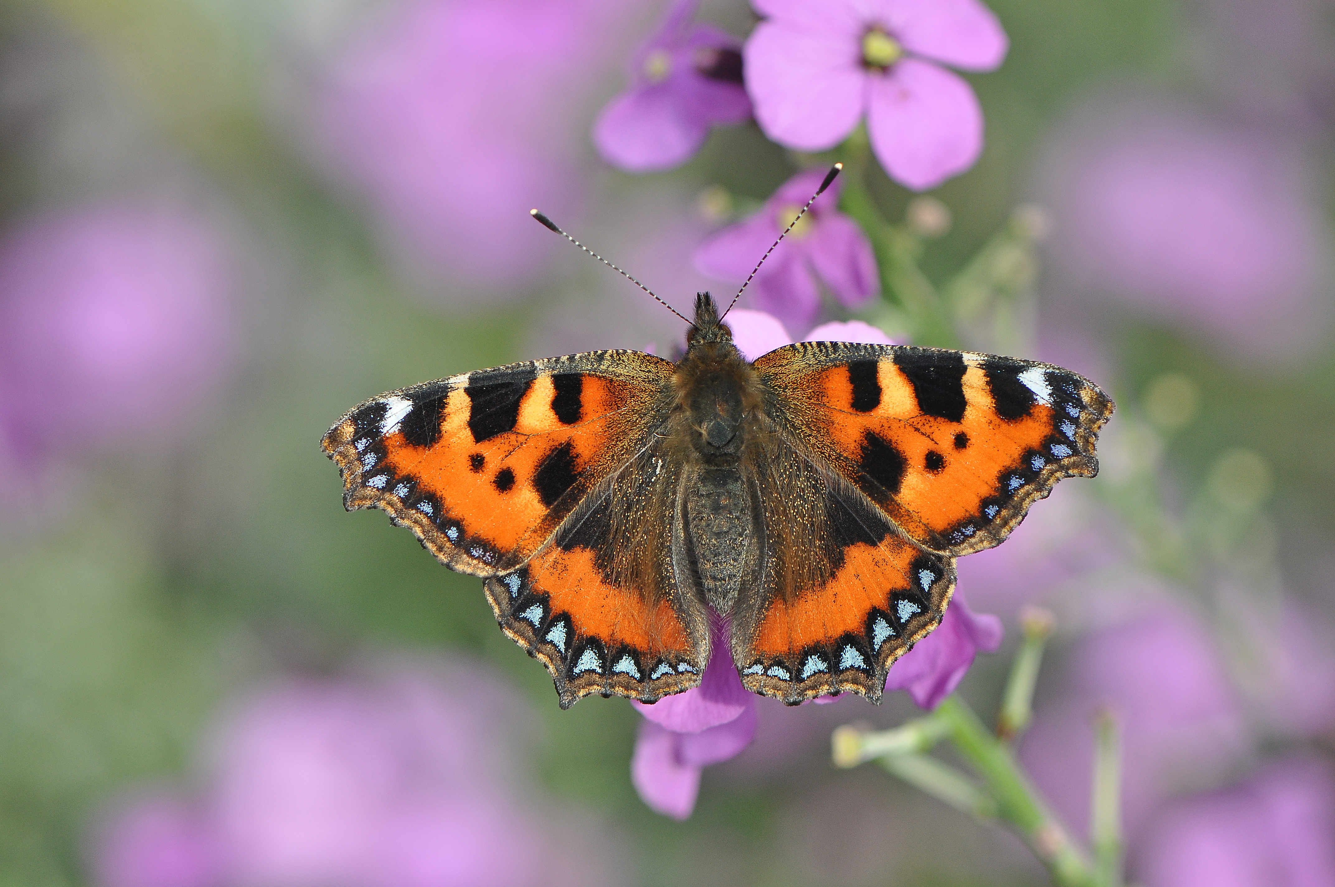 Small Tortoiseshell by Damian Money