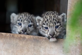Scottish public name ‘double trouble’ snow leopard cubs