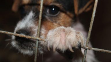 Puppy trade crackdown sees 50 dogs seized while being transported to Scotland 