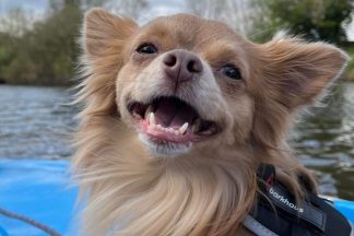 Owner ‘utterly devastated’ after dog shaken to death by partner in West Lothian
