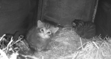 Wildcat birth captured on camera for first time at Cairngorms Wildlife Park