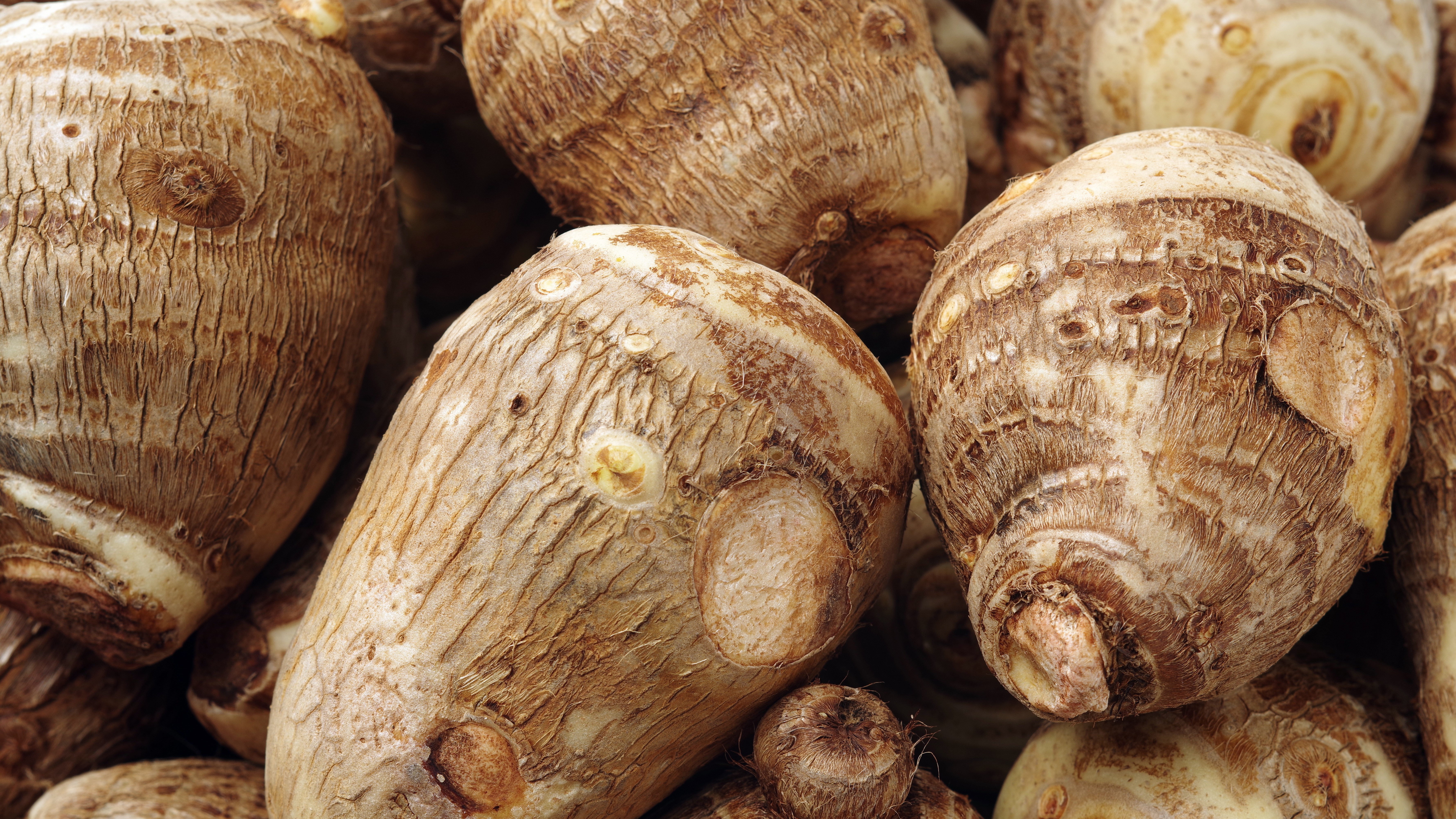 Starches from underground food sources such as wild yams helped meet humans' glucose needs