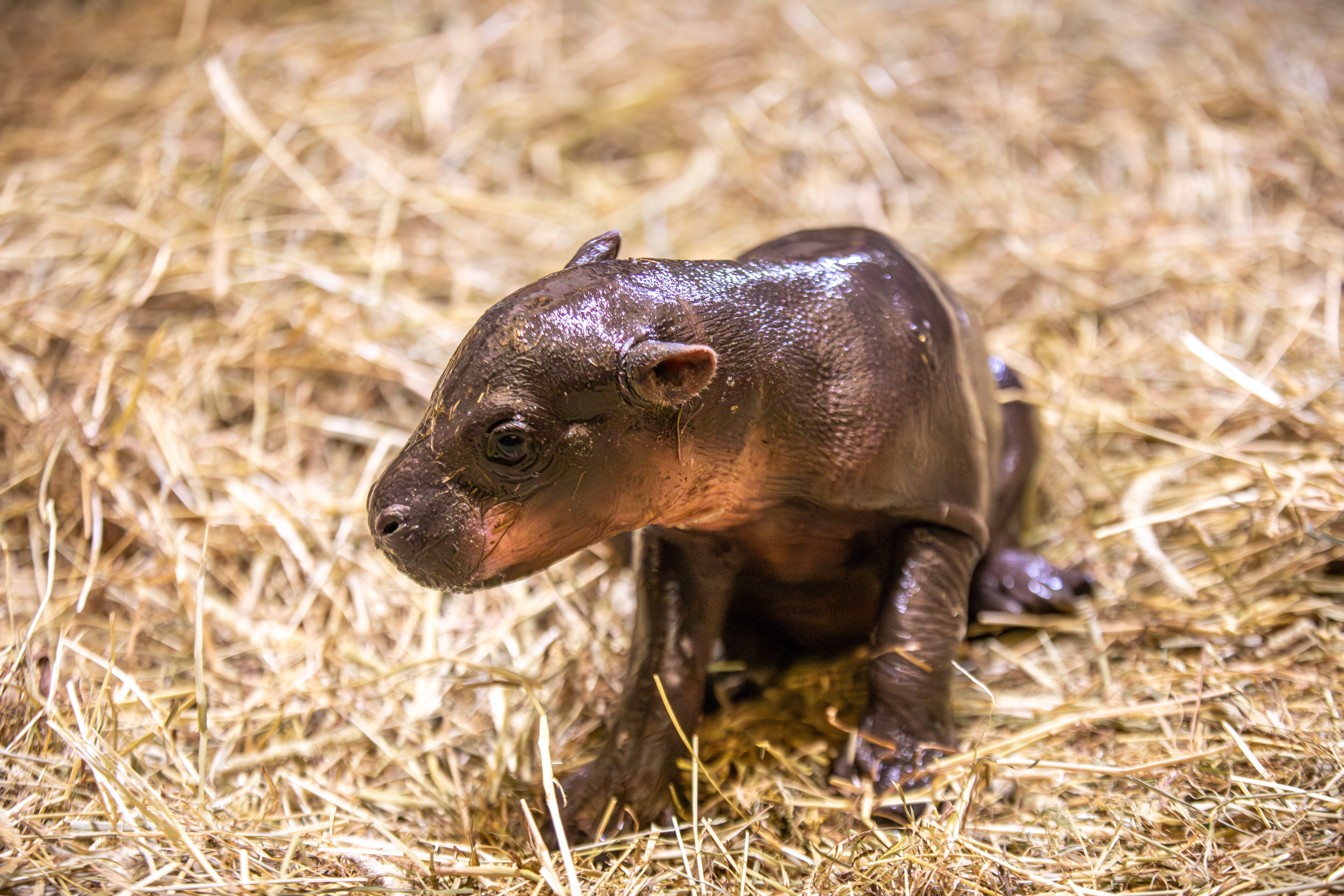 The newborn calf has been spending time with its mother away from the public eye.