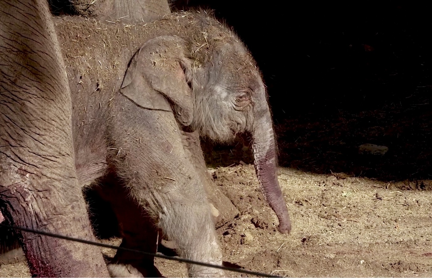 A zoo keeper in Spain has caught the moment a baby elephant was born.