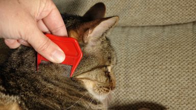 Peers call for ban on off-the-shelf pet flea treatments to protect environment