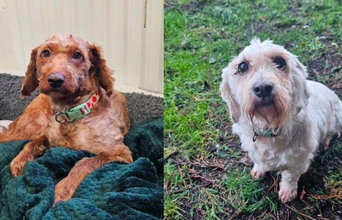 Poppy and Henry after being shaved at the vets