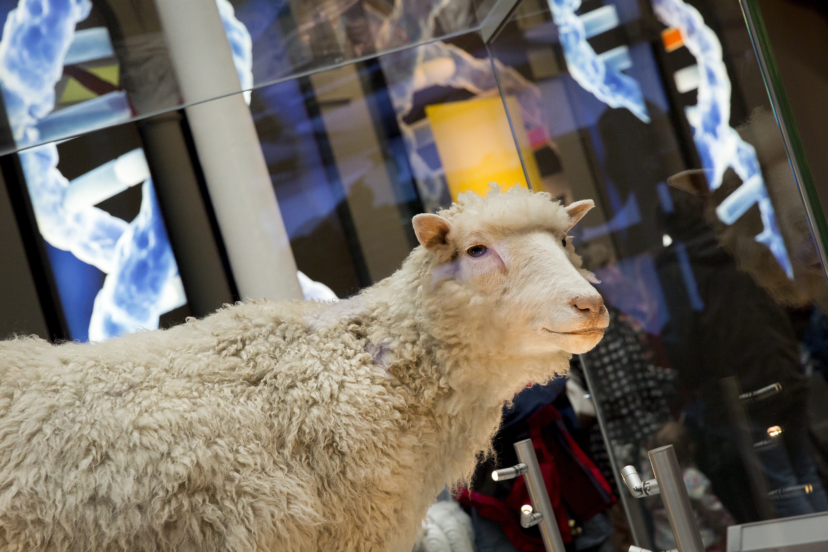 Dolly the sheep has been on display in Edinburgh since 2003