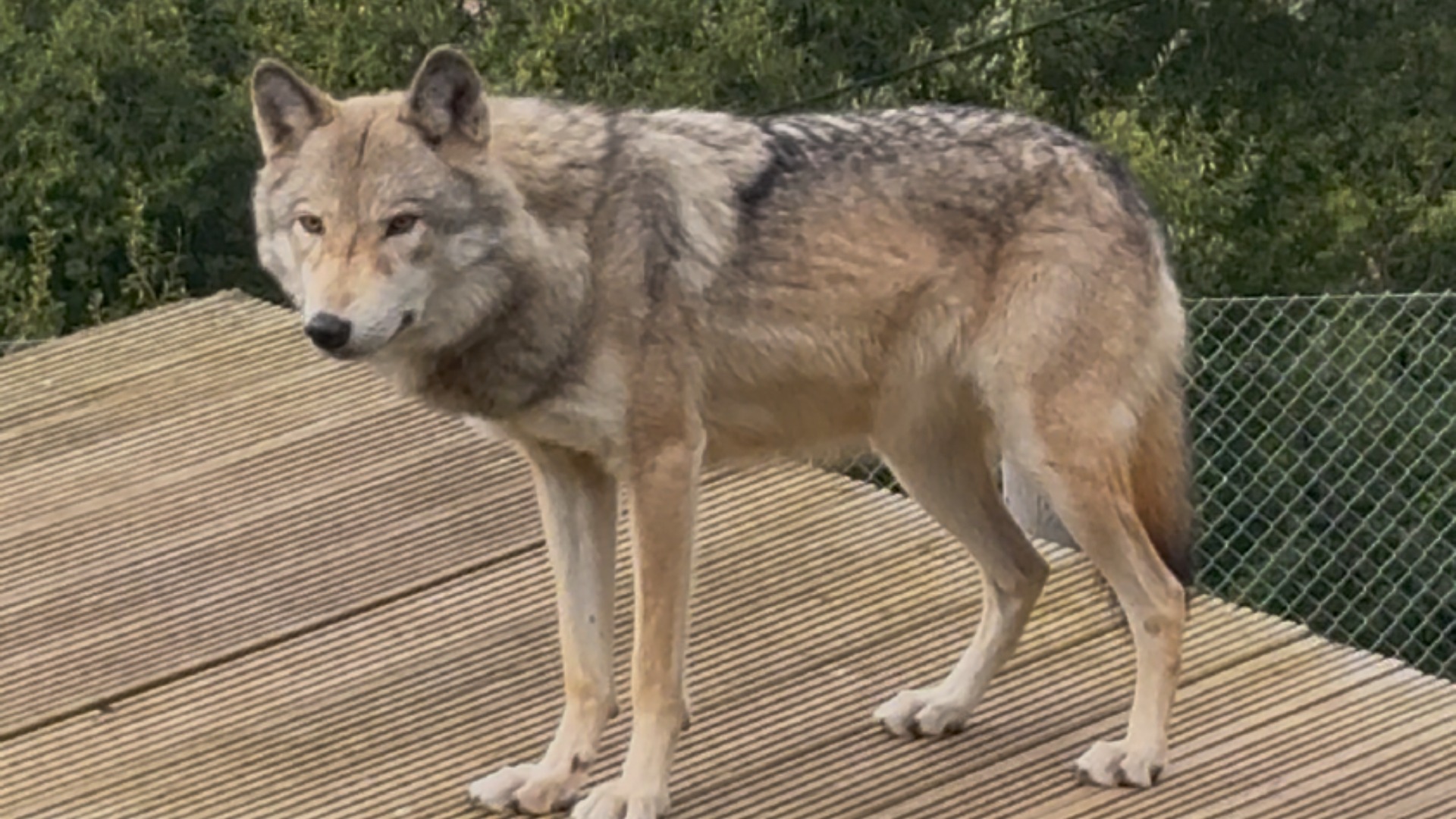 Five of the wolfdogs are housed at The Little Zoo in Wiltshire.