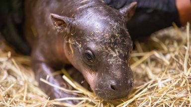 Edinburgh Zoo reveals name of baby pygmy hippo