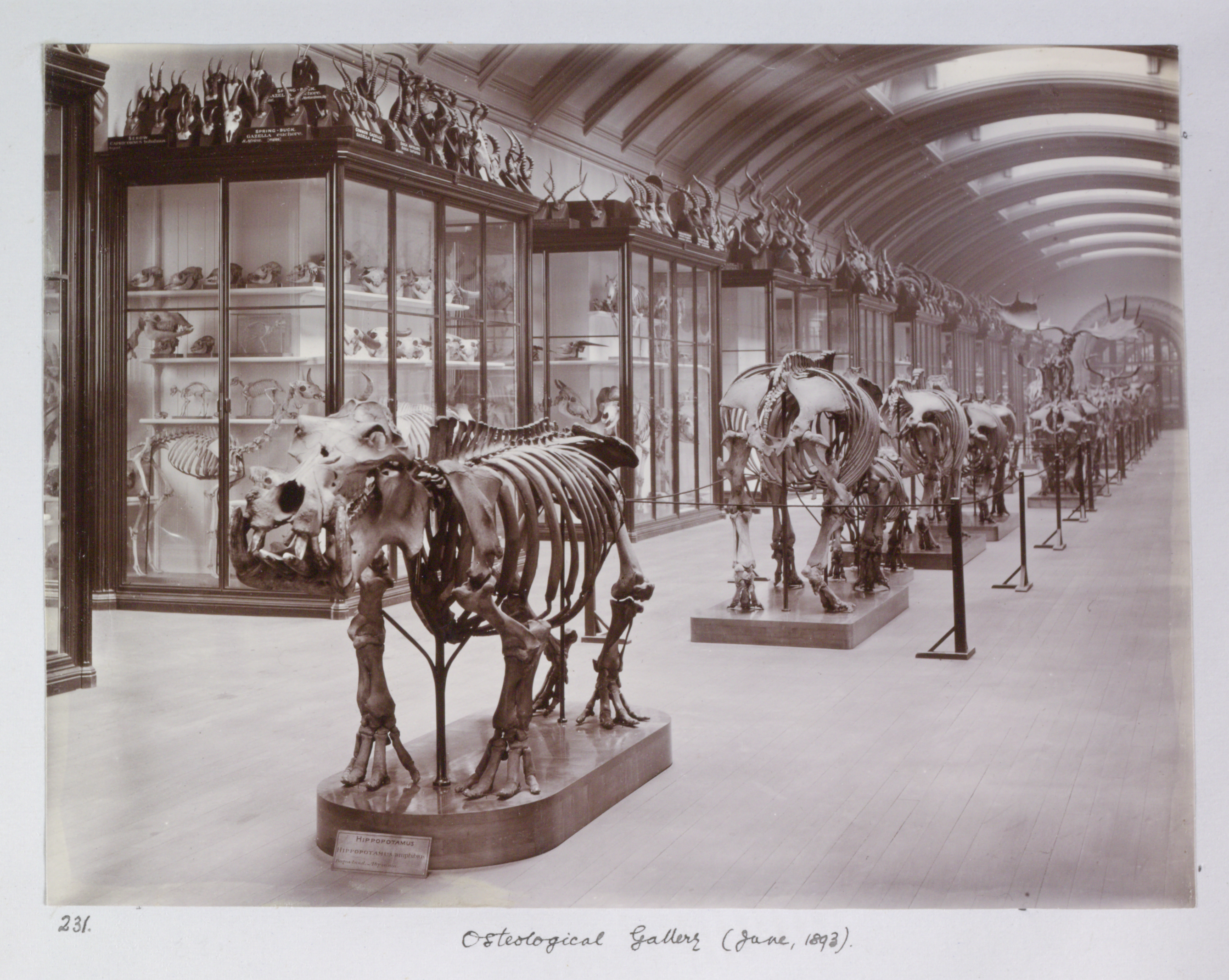 Osteology gallery 1893
